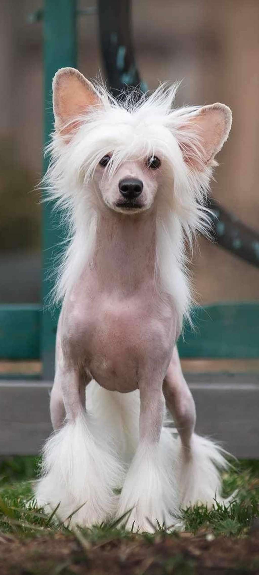 ARCTICA Dneprovskoye Solntse