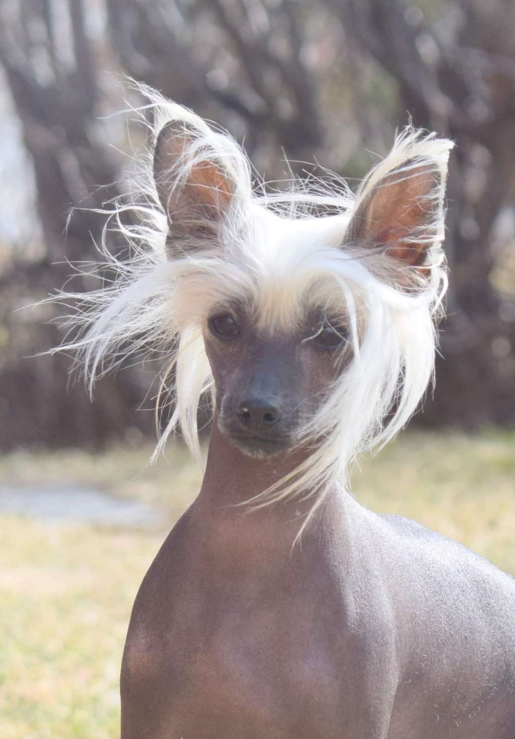 Artic Flyer's Lock Up Your Daughters