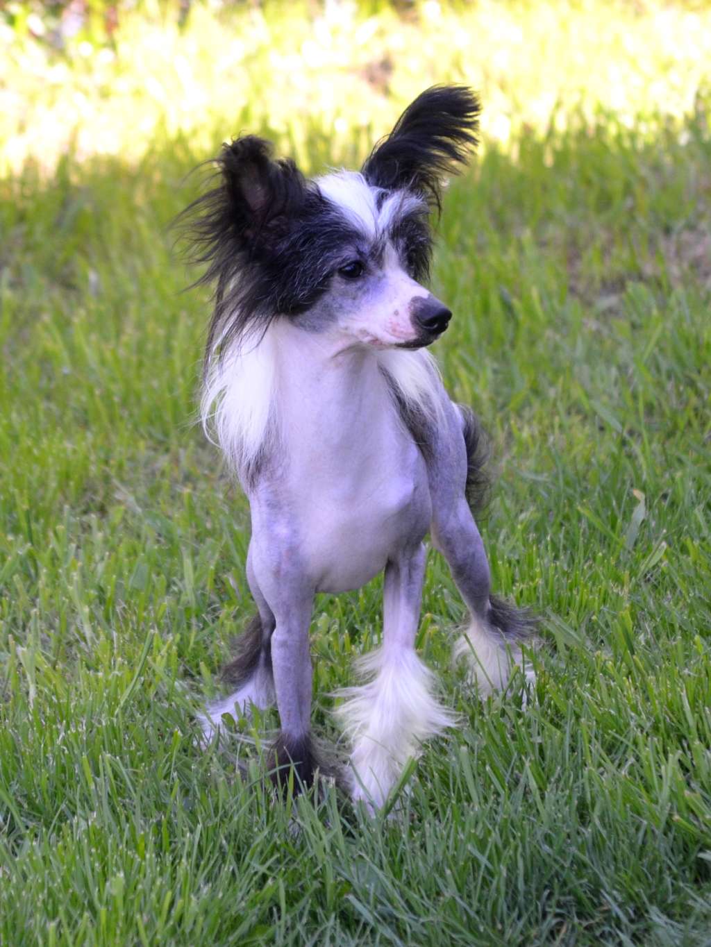 Magic os Success Annabelle