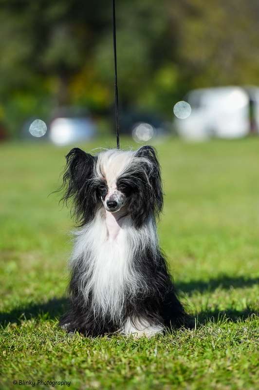 Magic of Success Diamond