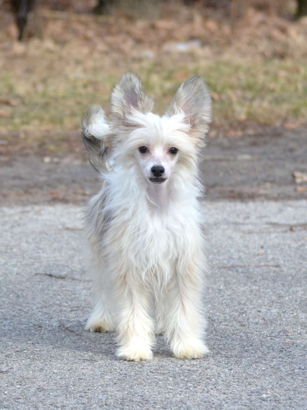 Magic of Success Albert