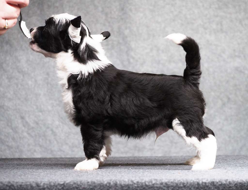 Royal Winter Handsome Guy