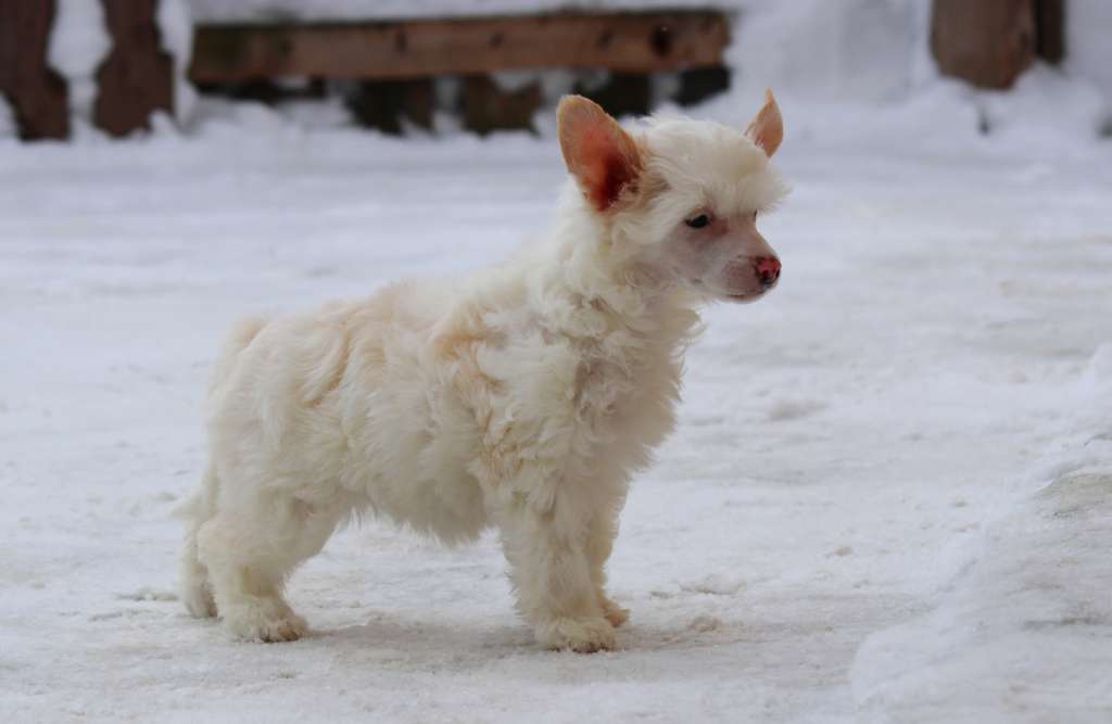 Yanvarya Iskorka Snezhnaya