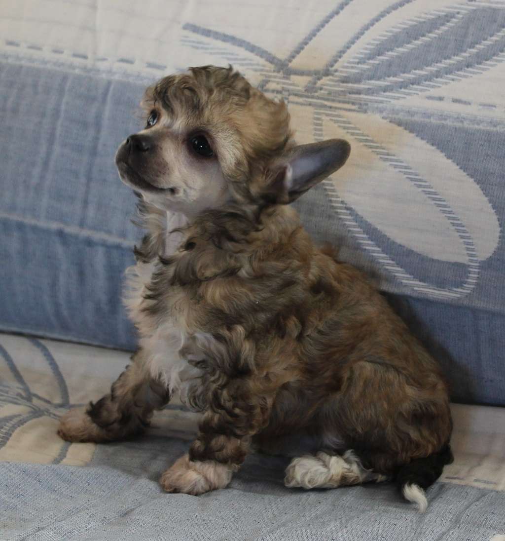 Cotton bubble de Almamasan