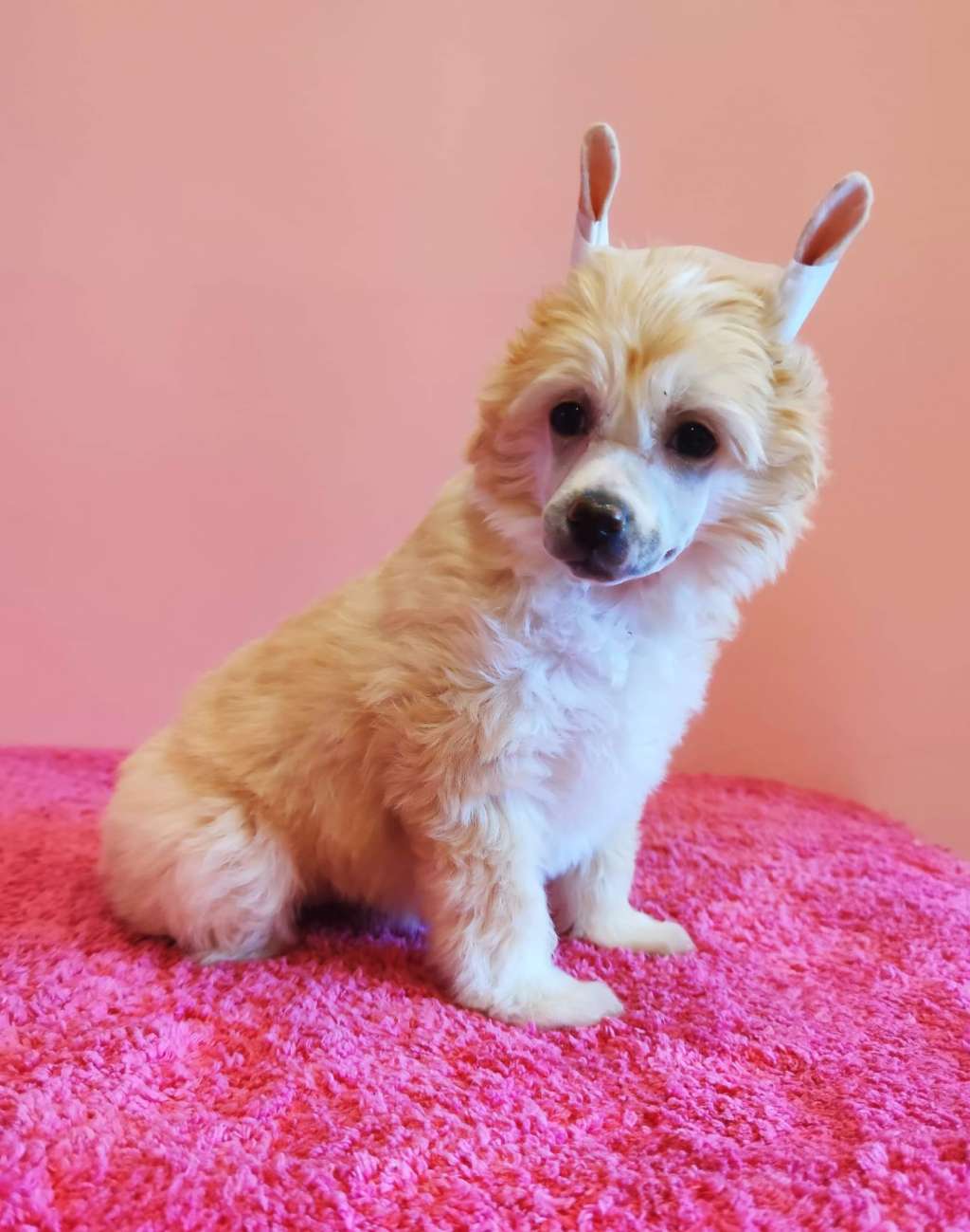 Christine Crystal Ice