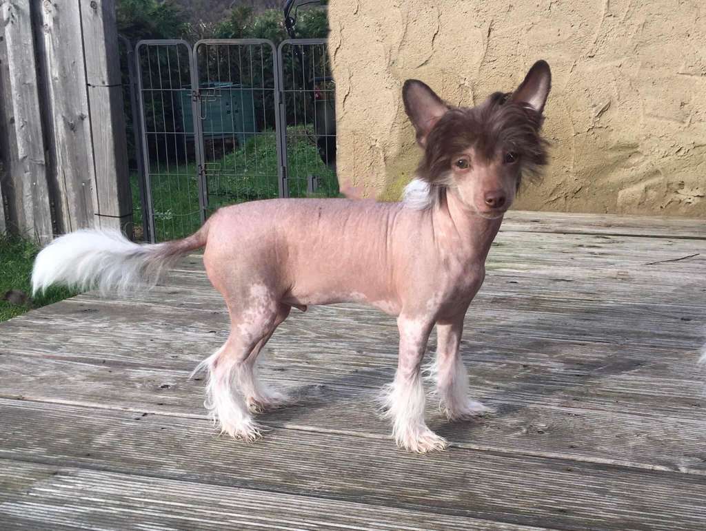 Idefix Heritage of Han