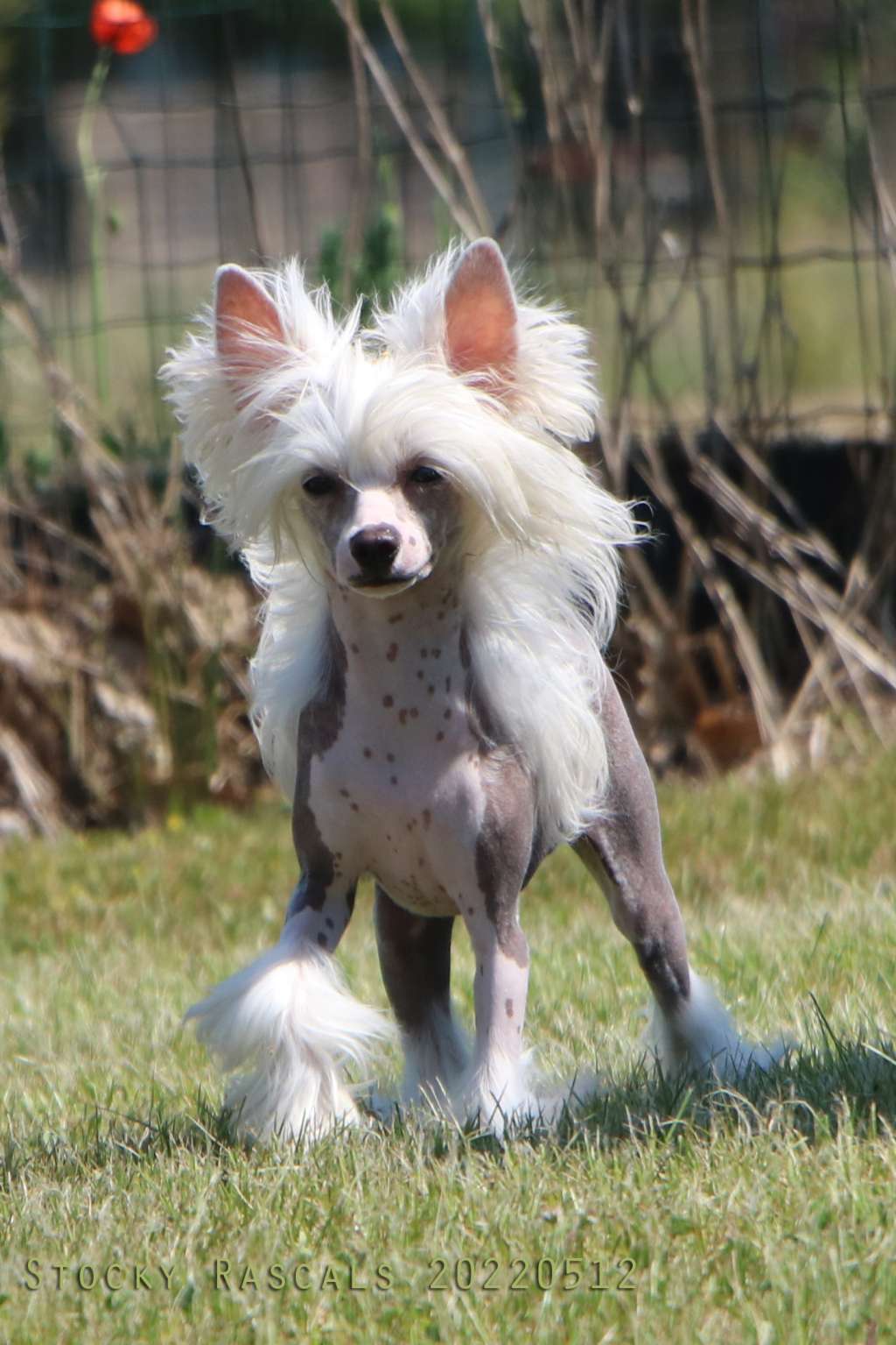 Taijan Dreamer Callboy