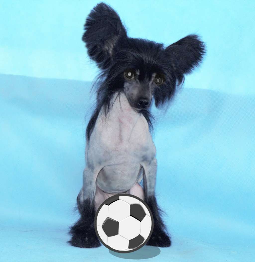 Galser Chernyy Rytsar