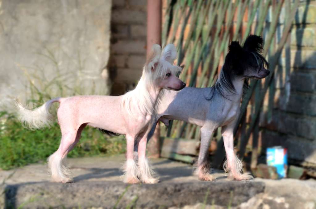 Magic of Success Urania