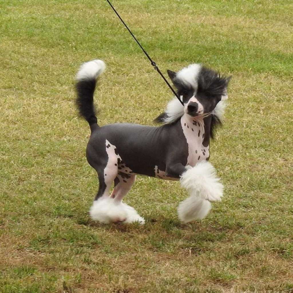 Karakush Harley Quinn