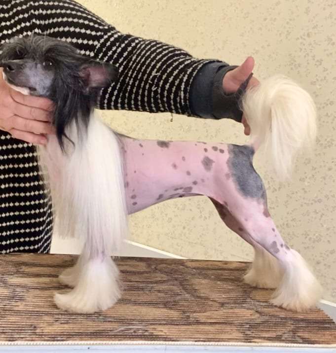 Unika Minodora Dneprovskoye Solntse