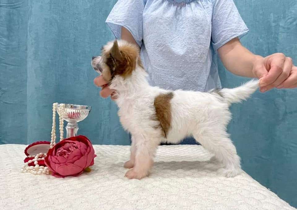 Ilatani Style Madyson