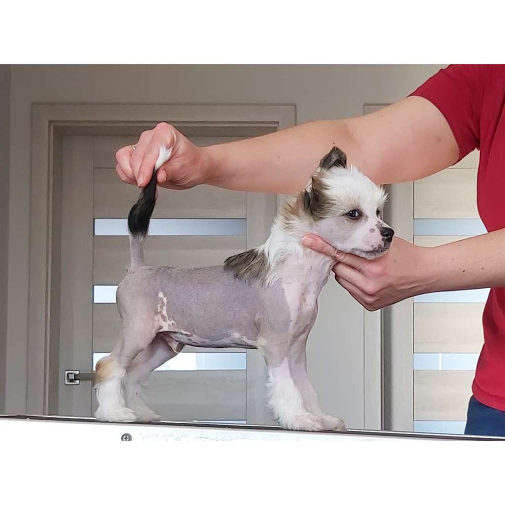 My Crazy Crested Roingold Shergar