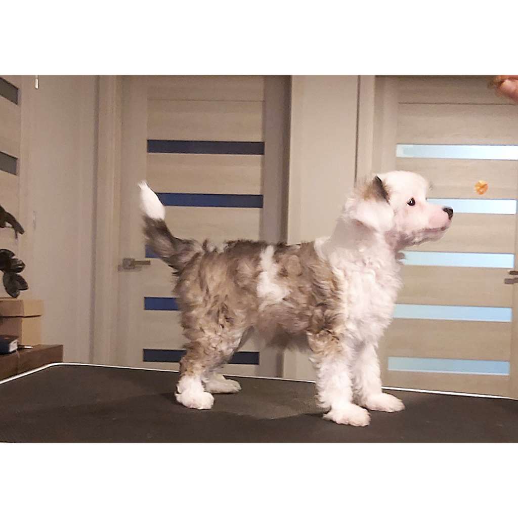 My Crazy Crested Roingold Ruffian