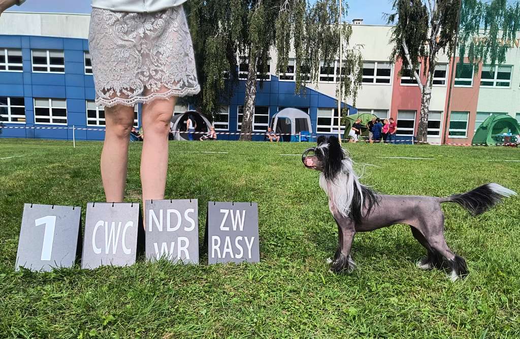 My Crazy Crested Roingold Black Caviar