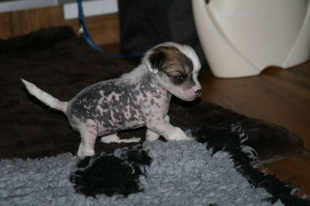 Amaya Beauty of the eleven Springs