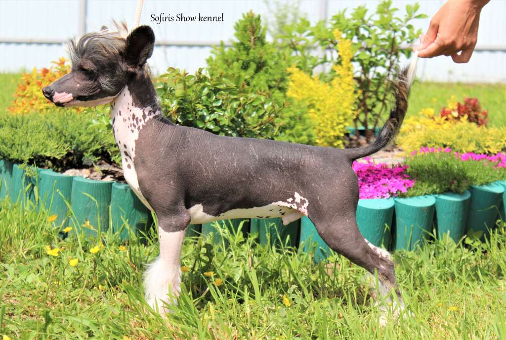 Sofiris Show Rain Noise