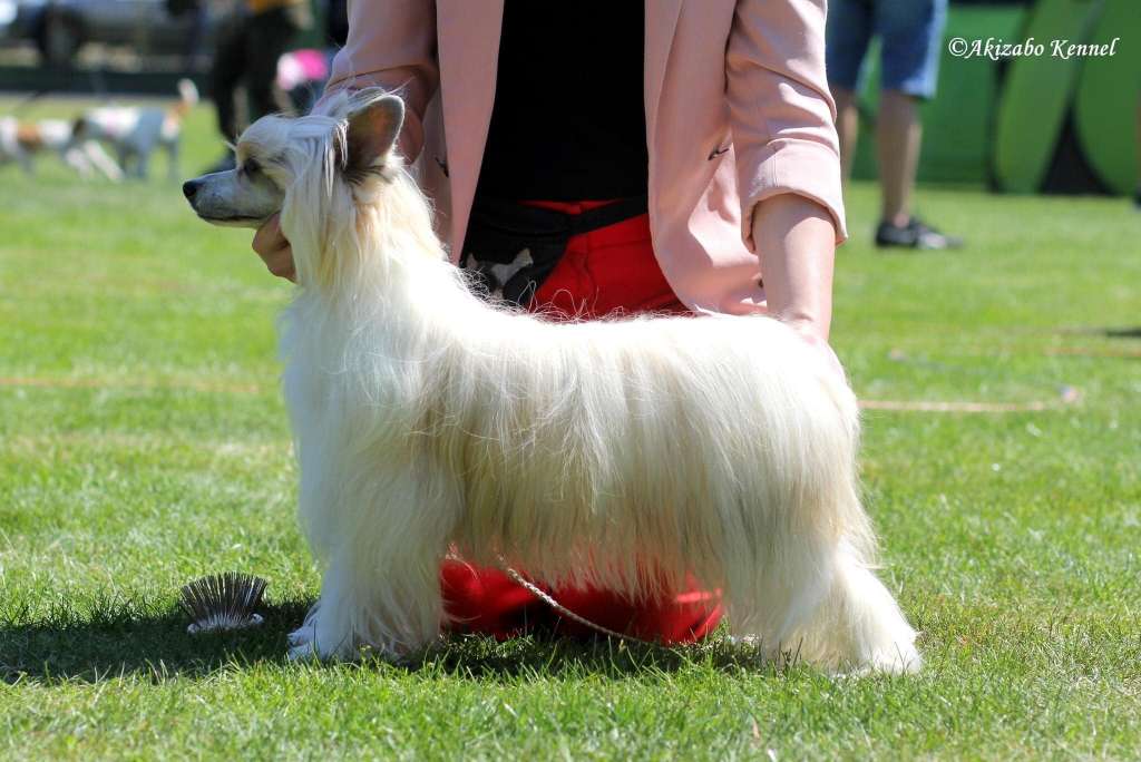 Ekstremalnie Olsniewajaca Akizabo