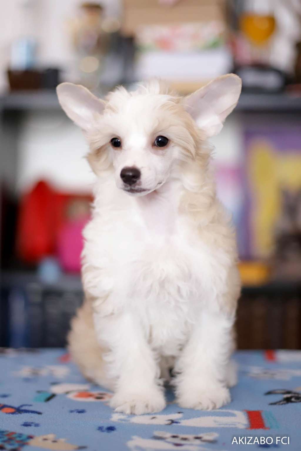 Ekstremalnie Boski Akizabo