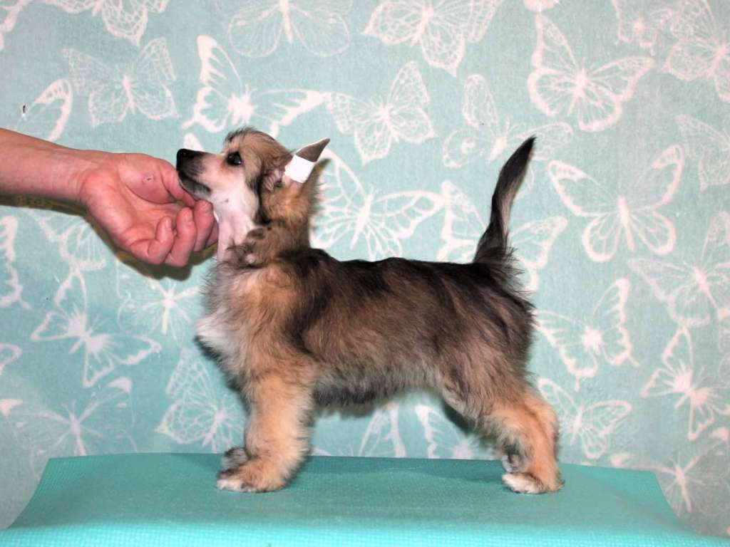 Valencia iz Sozvezdiya Khana