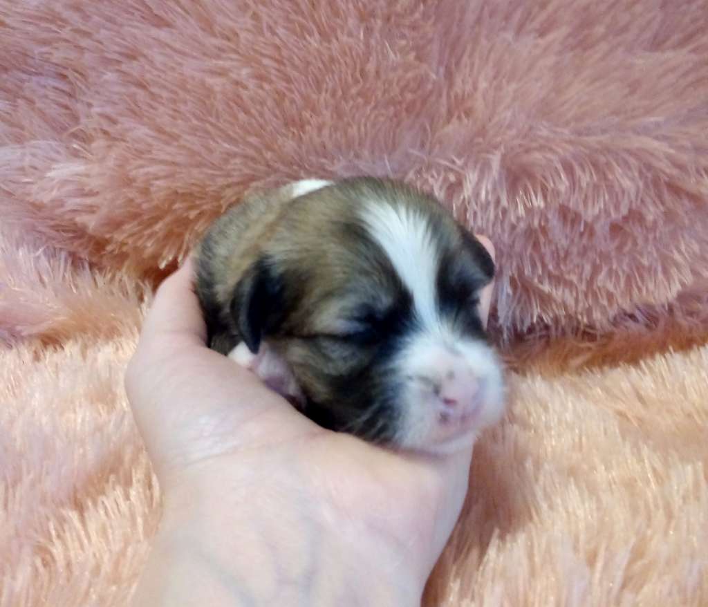 TEO Romantico Reggae