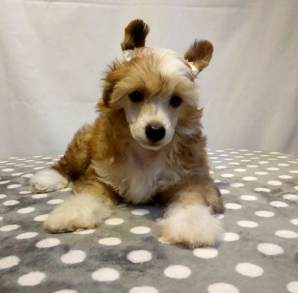 TOBI Romantico Reggae