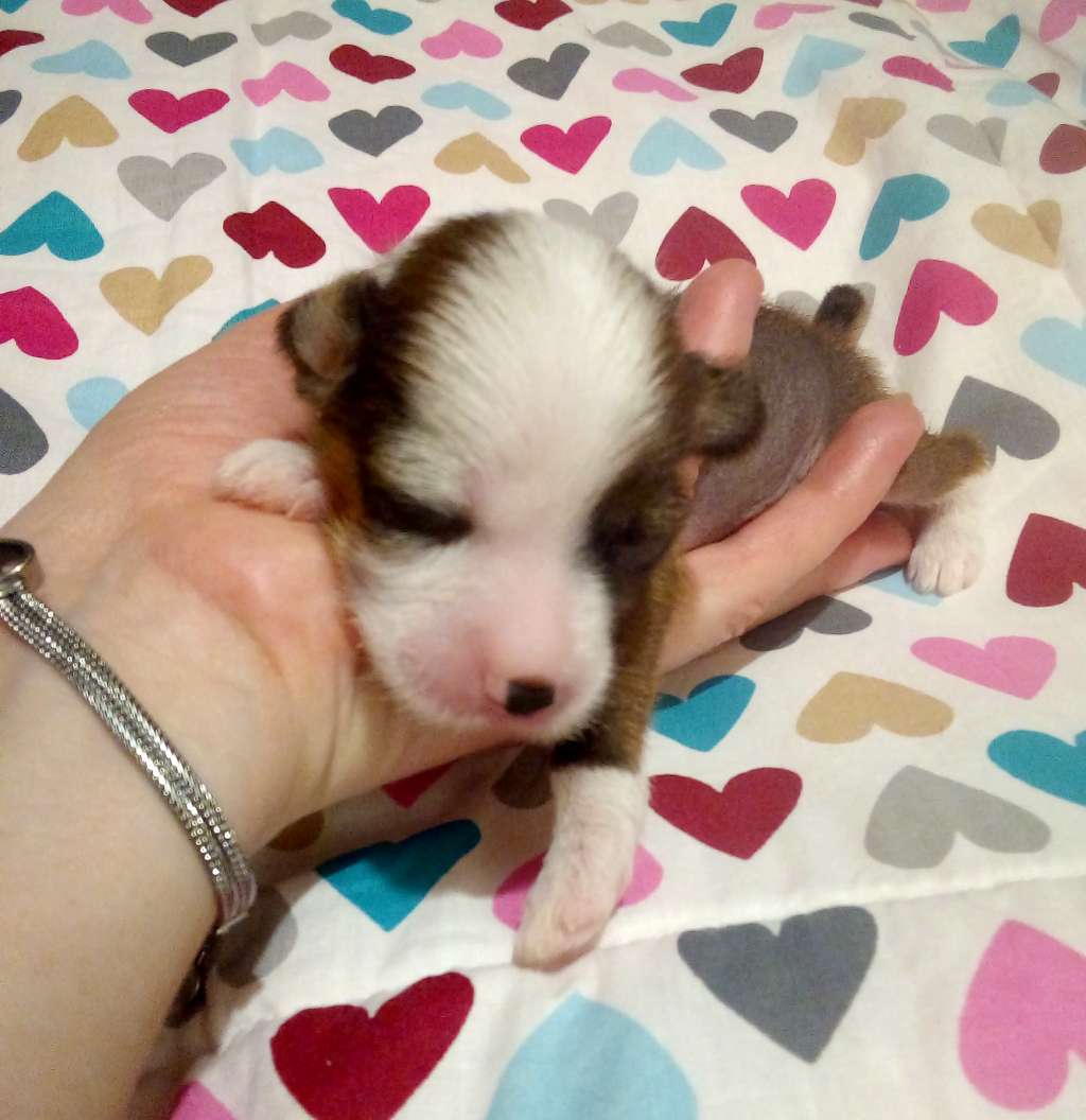 MAYA Romantico Reggae