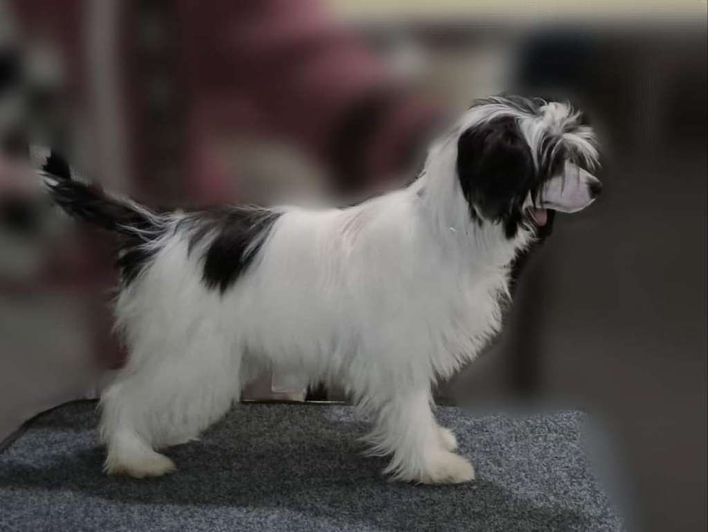 Obereg Grono Solomiya