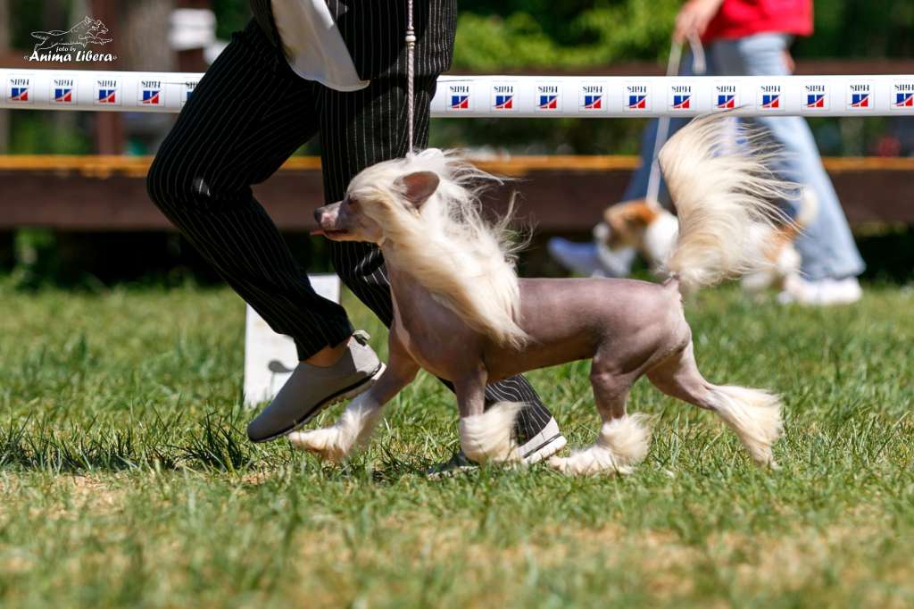 Sol'tanto Touch-Your-Dream