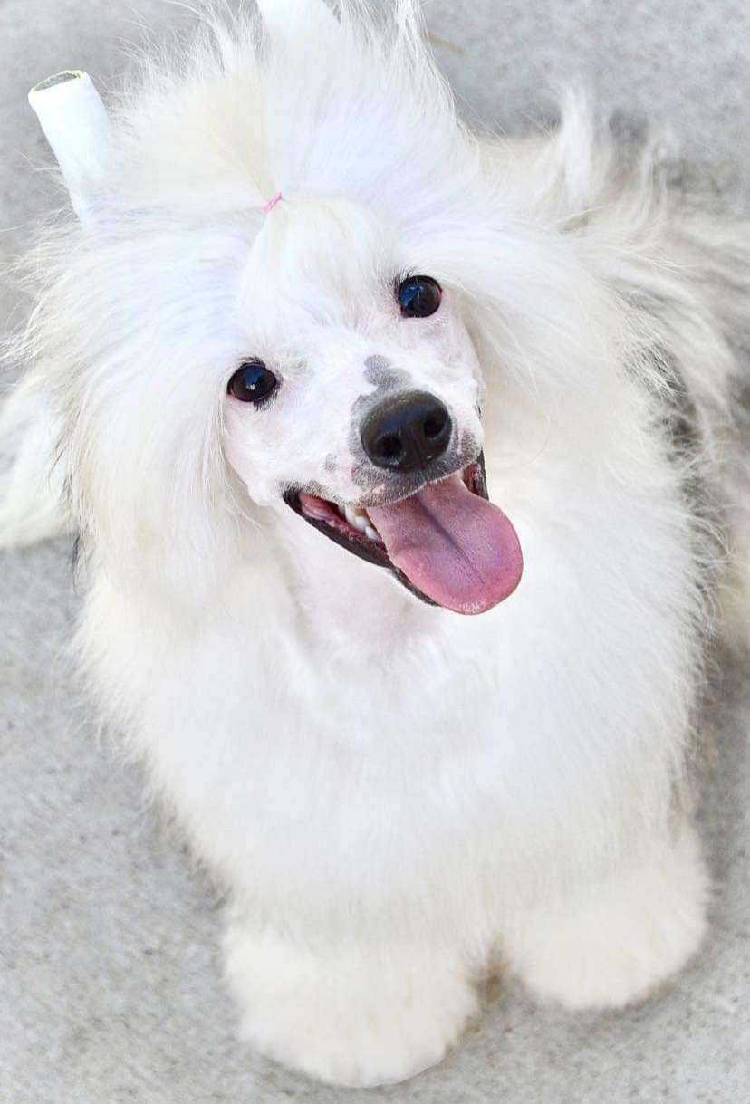 Sol'tanto Tequila Boom