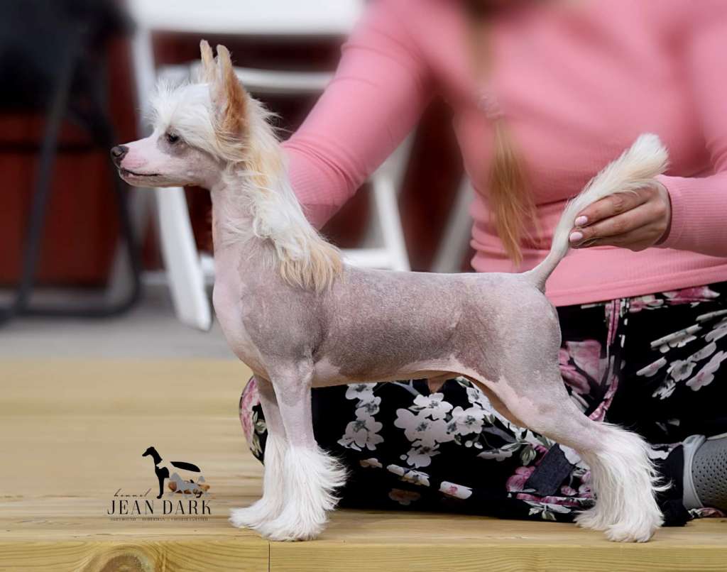 Jean Dark A Song Of Ice And Fire