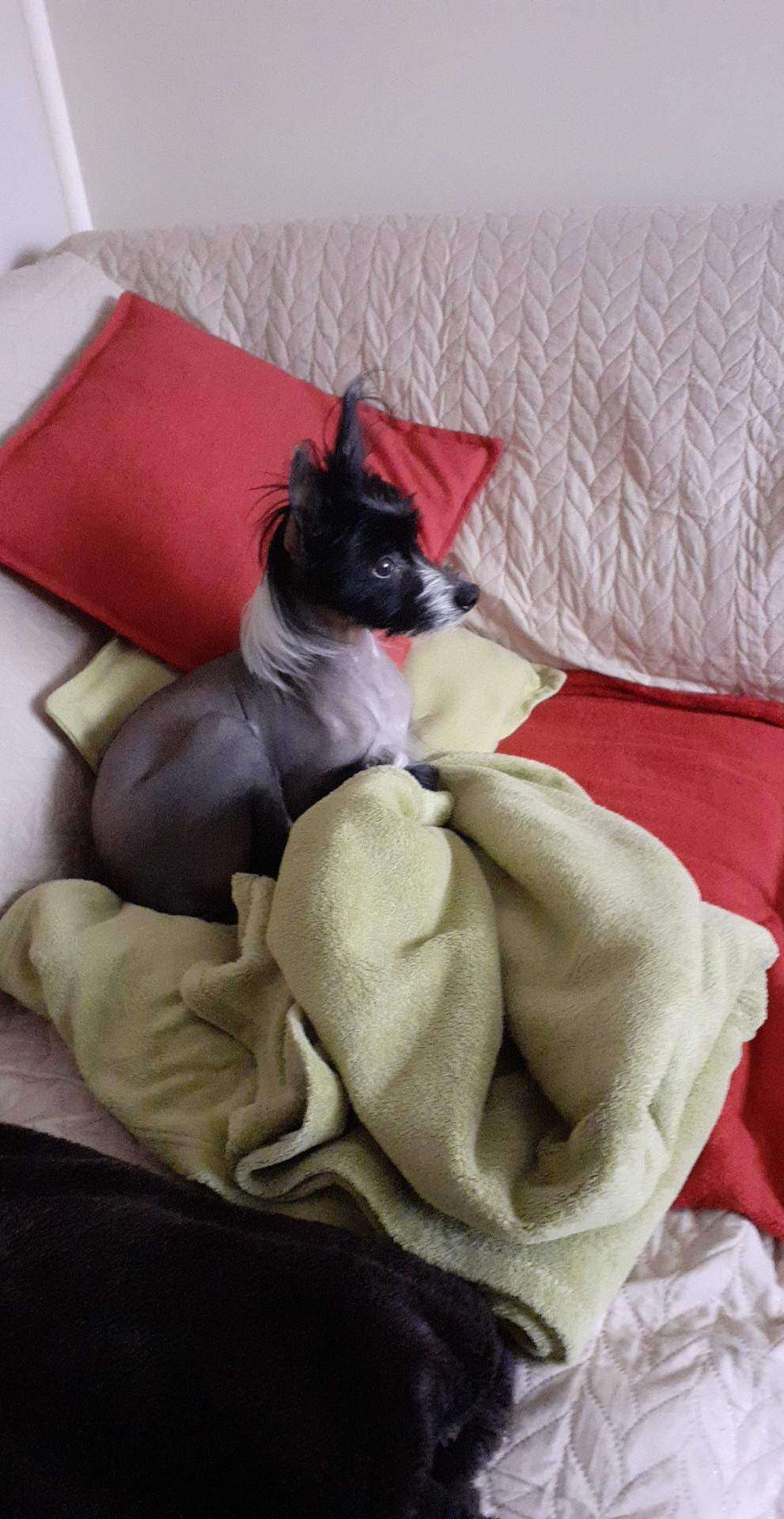 Colin Cerberus Crumerum