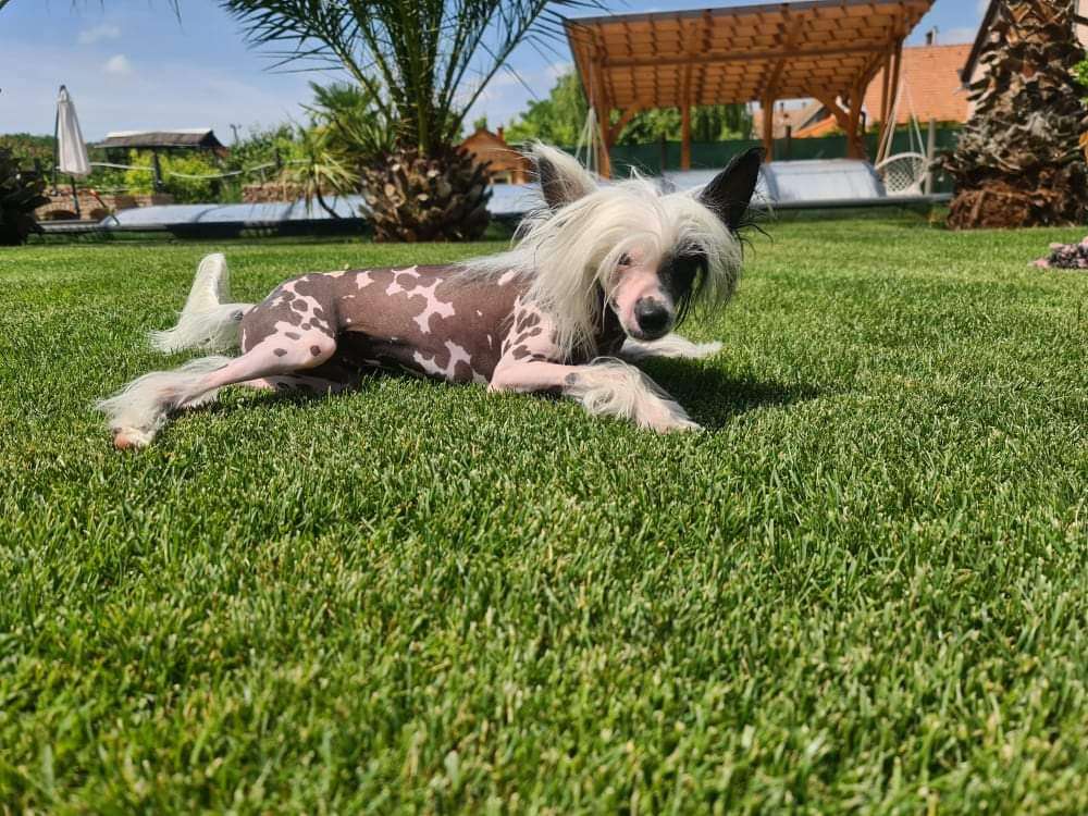 Casper Cerberus Crumerum