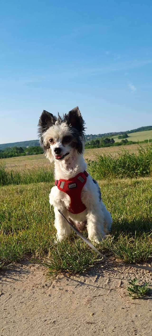 Cammie Cerberus Crumerum