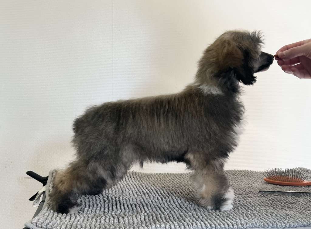 Speechless King Of All