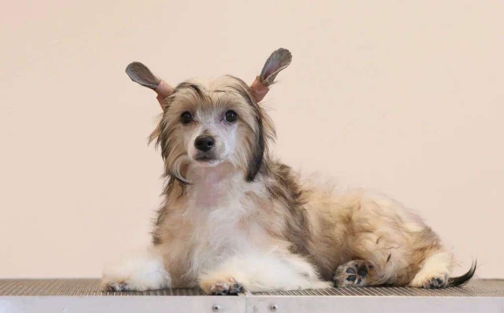 Rolana Family Nesquik