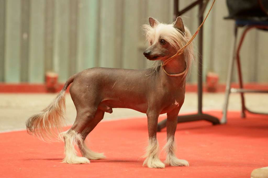 Something Else Smalto