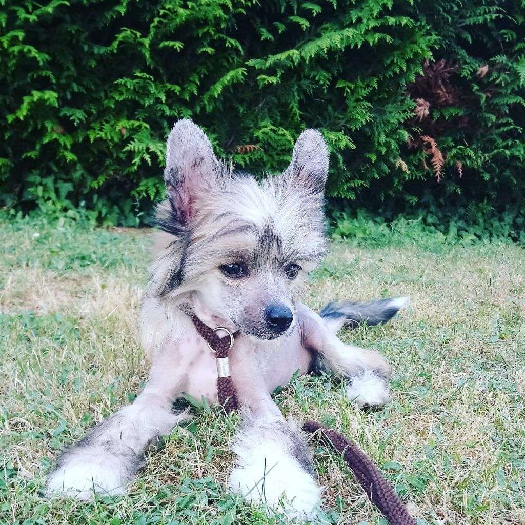 Odin père de toute chose Of Vixen's Tales