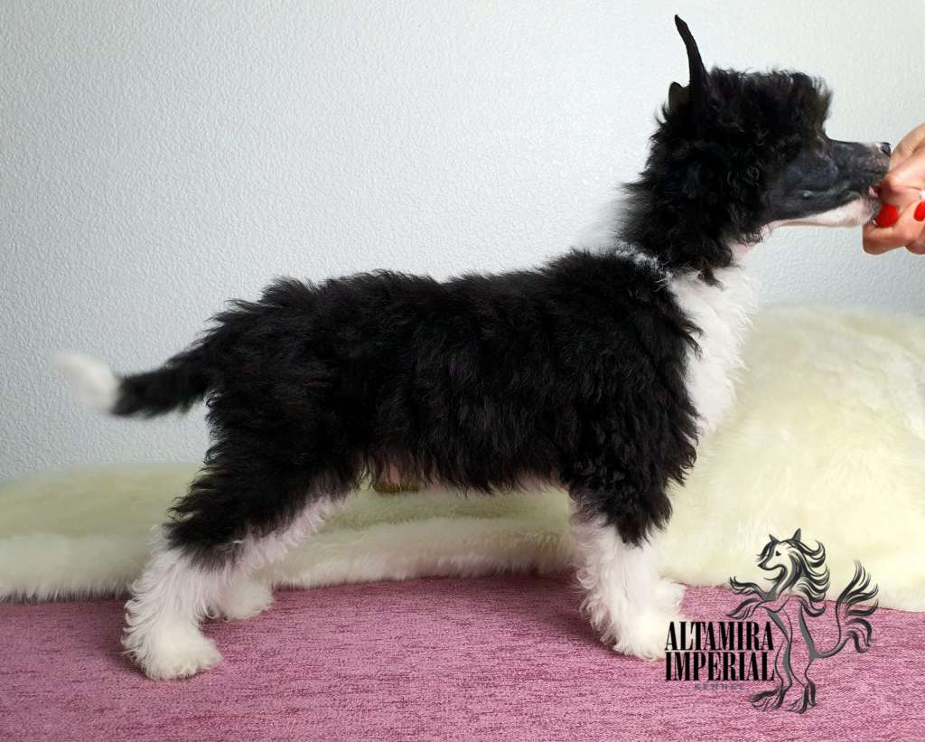 Altamira Imperial Hollywood Star