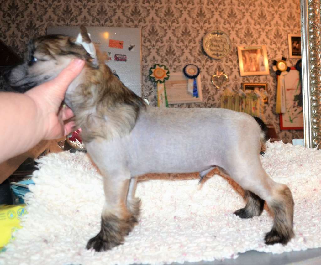 Famous Gifts of ria's pride