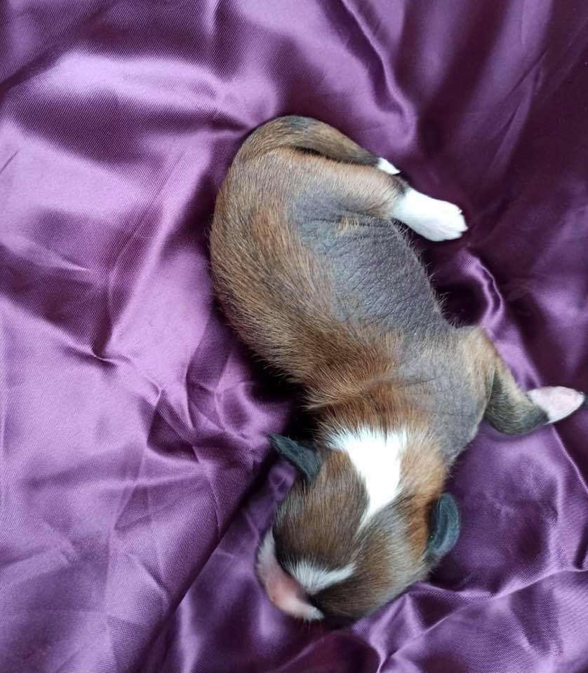 Jamming's Northern Star