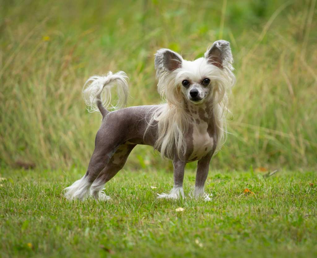 Jamming's Night Hawk