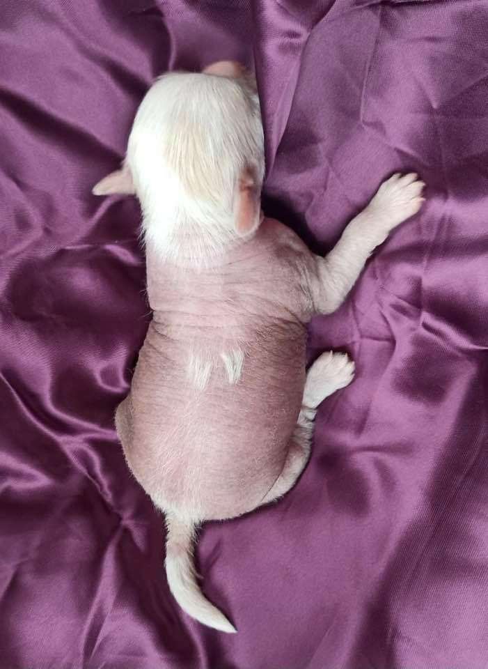 Jamming's Naughty Angel