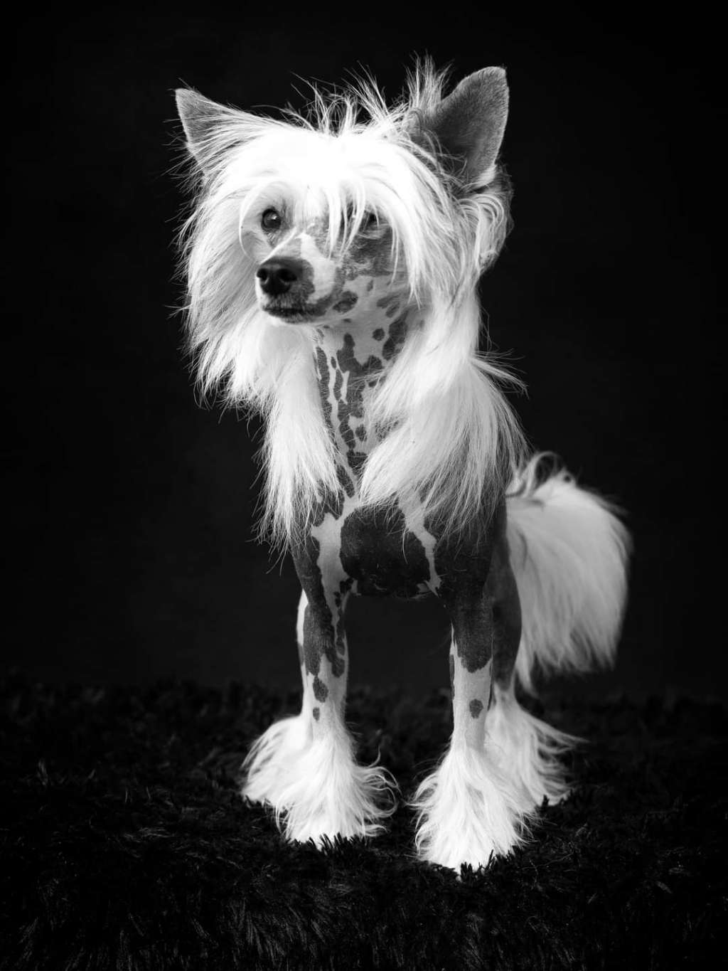 Sissi Imperatrice du Pavé de Varennes