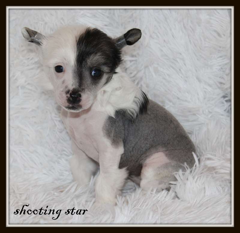 Shooting Star du Pavé de Varennes