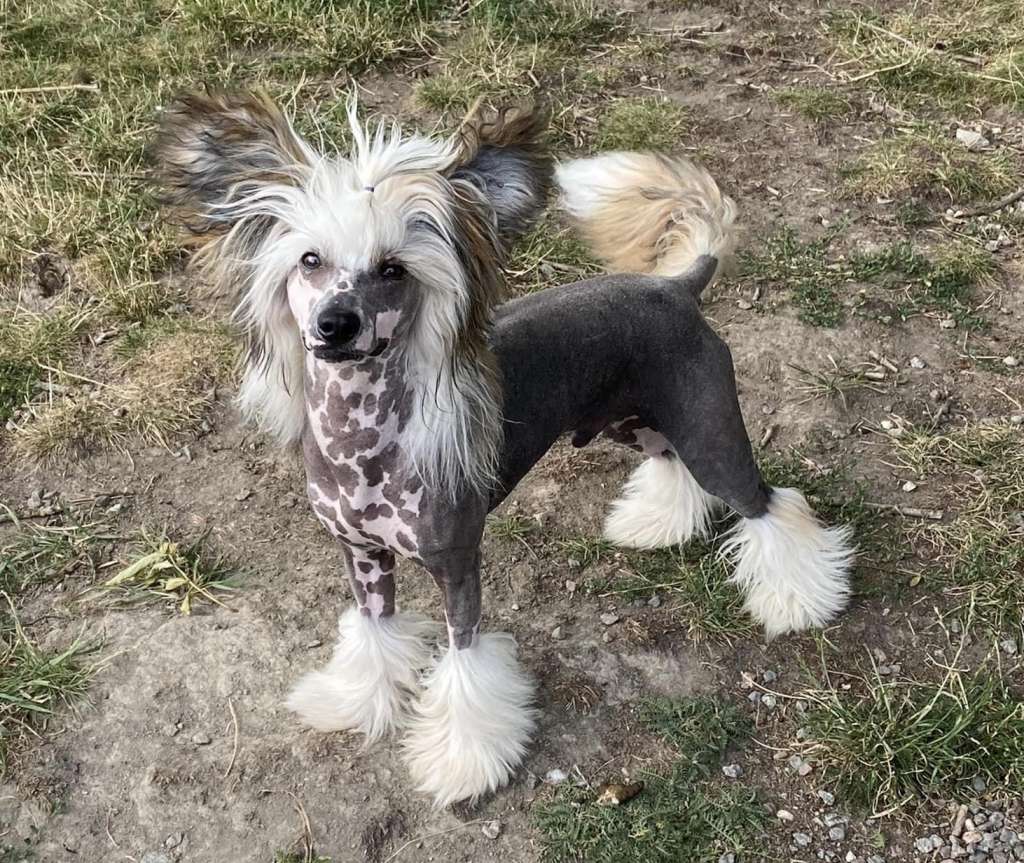 Ensidias The Ironic Iconic