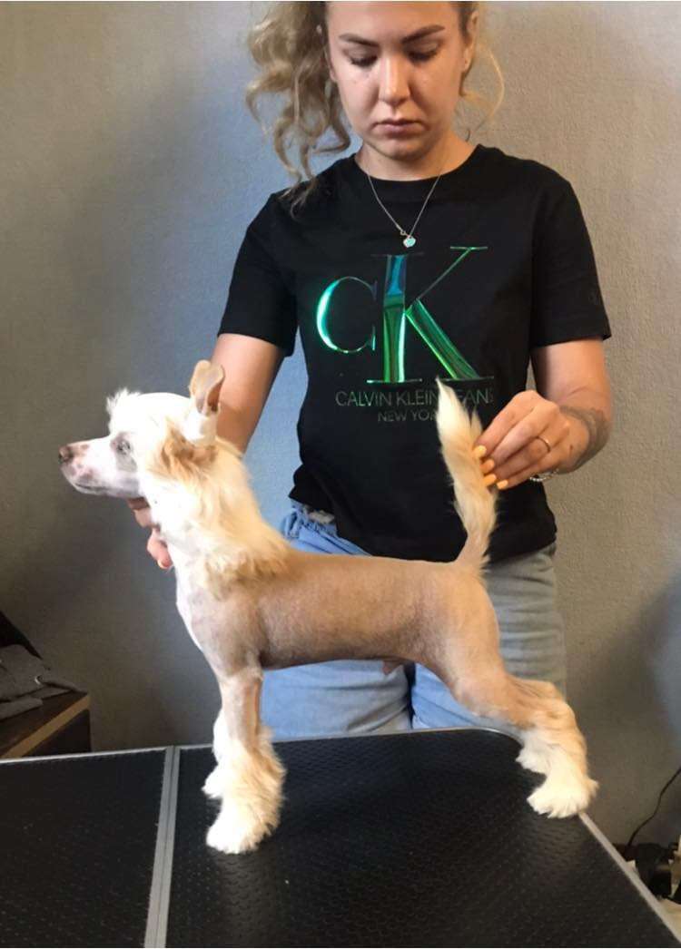 Rolana Family Vektor