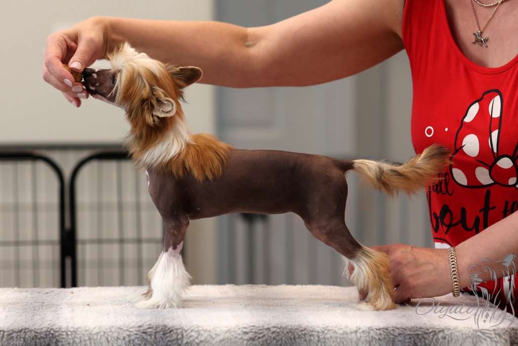 I'm Your Pearl Olyuti