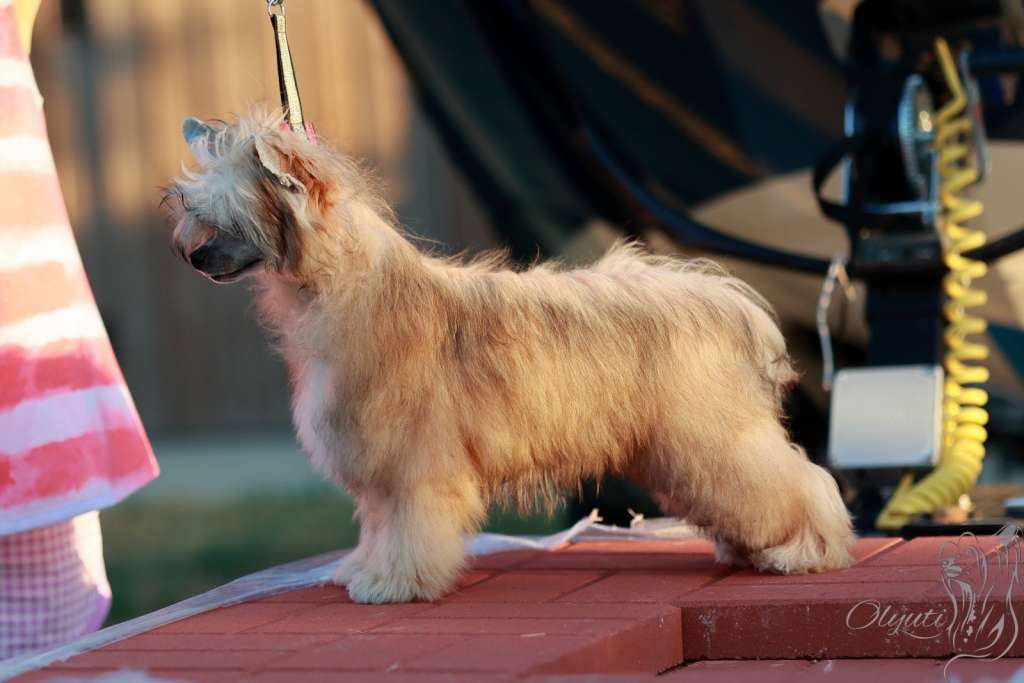 I'm Your Gleam Olyuti