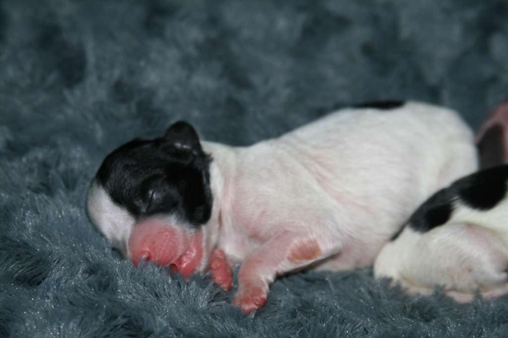 Angel Beauty of the eleven Springs